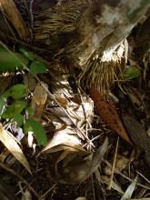 Bambusa arnhemica Treehugger